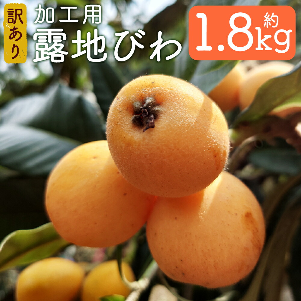 【ふるさと納税】【訳あり】選果落ち 加工用 露地びわ 約1.8kg 品種おまかせ ご家庭用 びわ 果物 フルーツ 枇杷 長崎市産 長崎県産 九州産 送料無料 【2025年5月下旬～2025年6月下旬に順次発送予定】