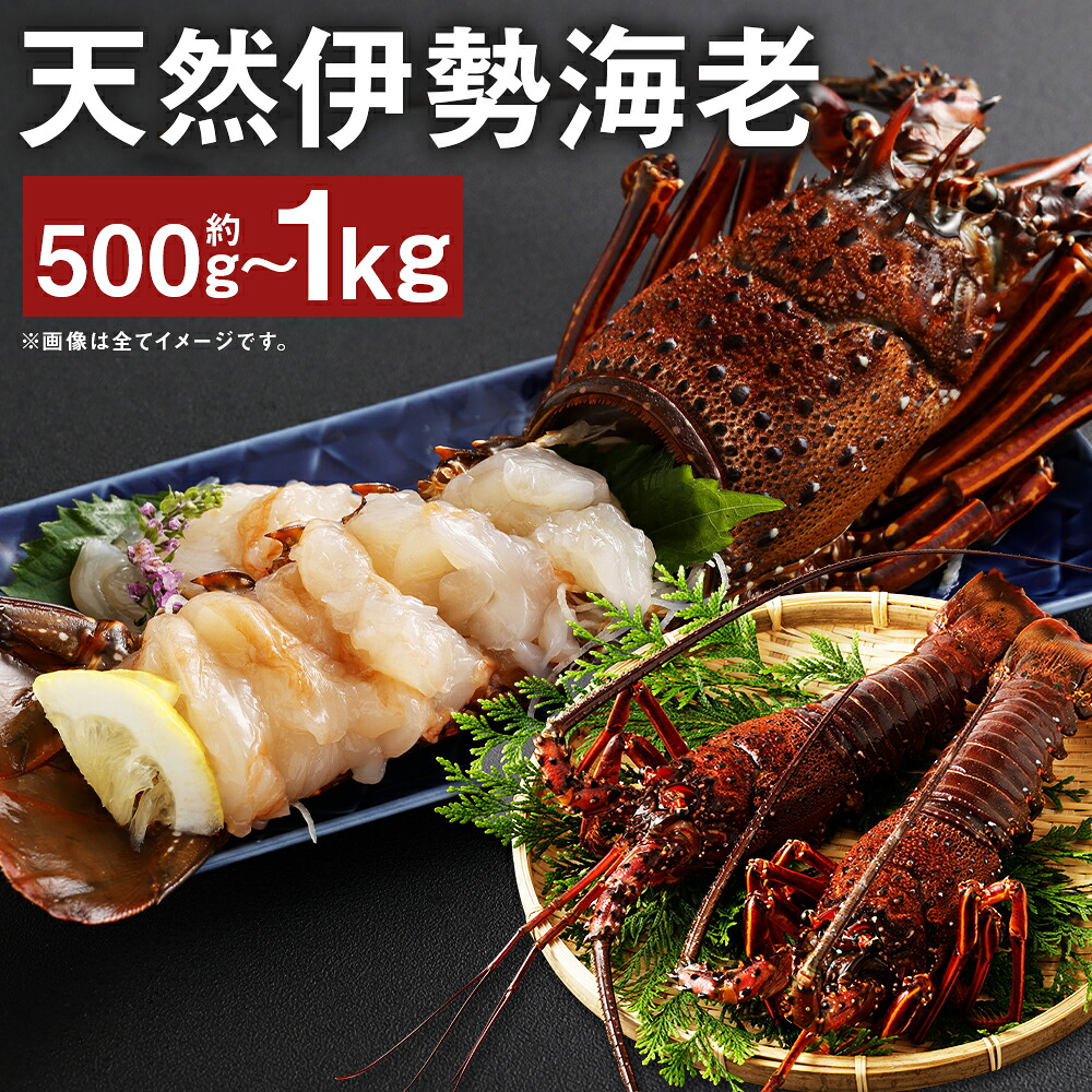 【ふるさと納税】【指定日必須】長崎の海で獲れた 天然伊勢海老 約500g/約1kg 選べる内容量 海老 えび エビ イセエビ 伊勢海老 海鮮 長崎市産 九州産 冷蔵 送料無料【9月14日～10月15日迄発送予定】｜長崎県長崎市 26,250円