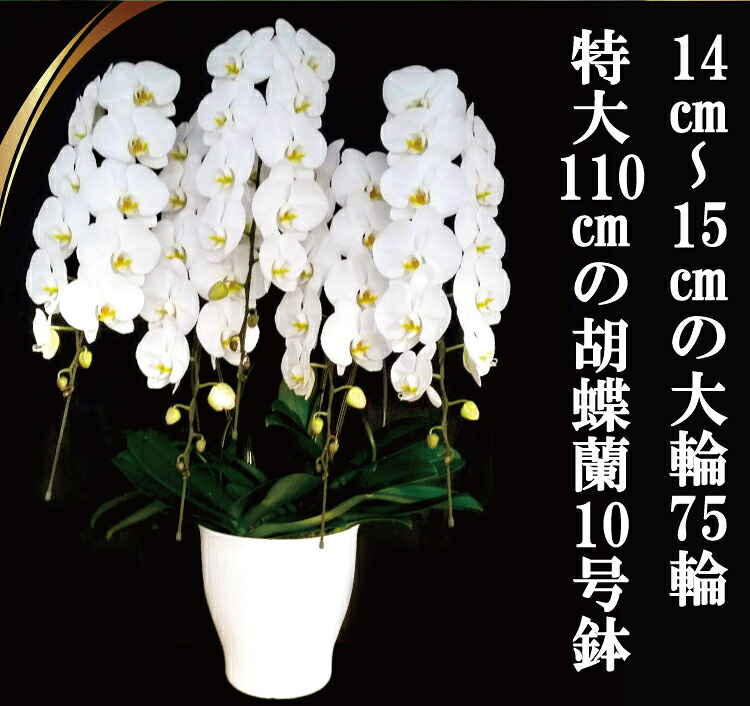 気品高く咲き誇り続ける ふるさと納税 島原の 蘭 5本立10号鉢75輪
