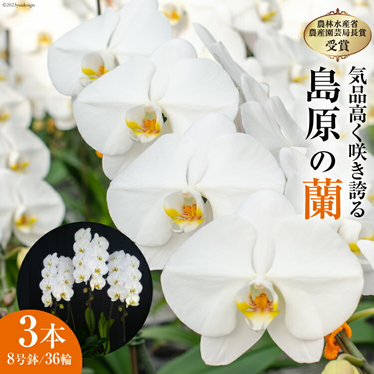一立ちふさがる別物お願いごと オンラインお願いごとのご引き合わせる