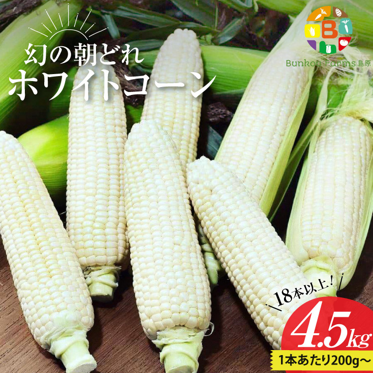 【ふるさと納税】BG036 【令和8年度出荷分】6月中旬から出荷！ 幻の朝どれ ホワイトコーン 200g以上×18本以上 4.5kg ～名水百選の里 島原産～ 春
