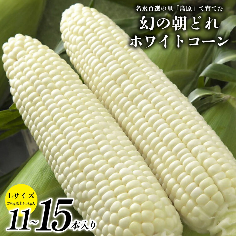 【ふるさと納税】 BE277 【令和8年度出荷分】6月中旬から出荷！ 幻の朝どれ ホワイトコーン L以上×11～15本セット 4.5kg ～名水百選の里 島原産～ 春