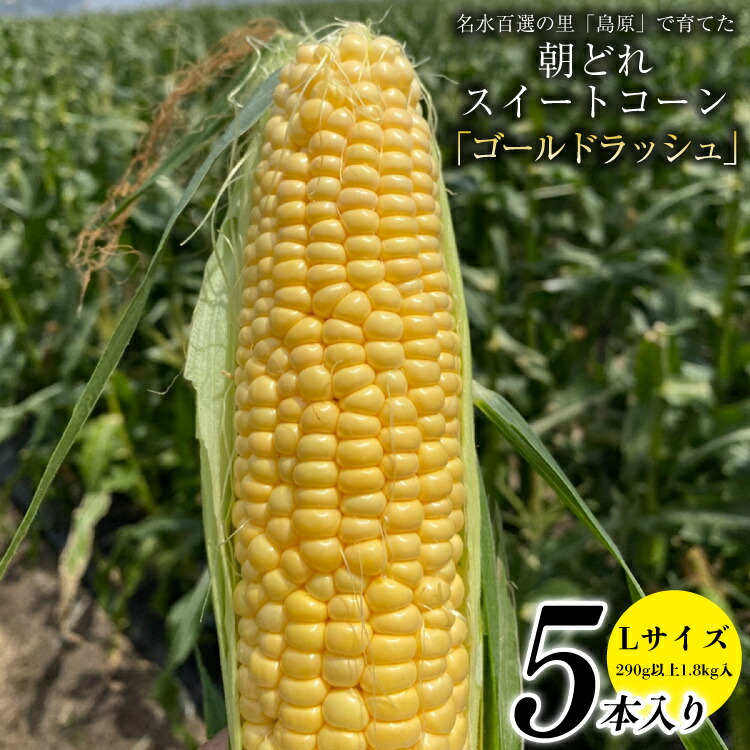 【ふるさと納税】CE280【令和8年度出荷分】 5月下旬から出荷！ 朝どれ スイートコーン L×5本セット(1.8kg入)～名水百選の里 島原産～