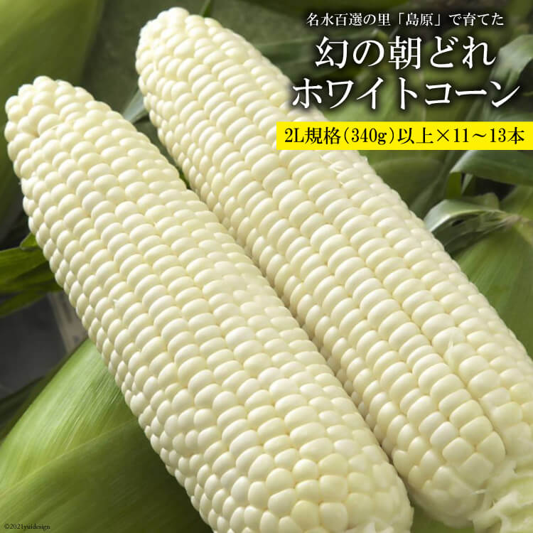 【ふるさと納税】AE277 6月中旬から出荷！「幻の朝どれホワイトコーン！」2L以上×11～13本セット ～名水百選の里 島原産～