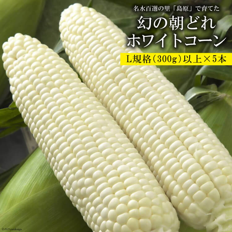 【ふるさと納税】BE278 6月中旬から出荷！ 「幻の朝どれホワイトコーン！」 Lサイズ以上×5本 ～名水百選の里 島原産～