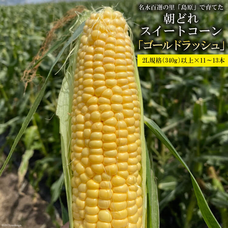 【ふるさと納税】 AE279 5月中旬から出荷！「朝どれスイートコーン！」2L×11～13本セット ～名水百選の里 島原産～