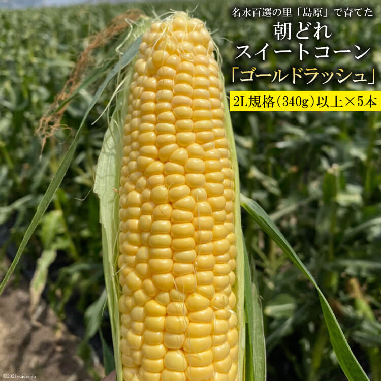 【ふるさと納税】BE280 【令和7年度出荷分】 5月中旬から出荷！「朝どれスイートコーン！」2L×5本セット ～名水百選の里 島原産～