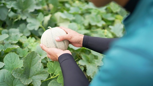 最新人気 マルセイユメロン 島原風香 3l 2玉 産地直送 先行予約 フルーツ くだもの 果物 甘い ジューシー 果汁 赤肉 メロン 国産 長崎県 島原市 北海道 沖縄配送可 W 国産 Innen Com Ar