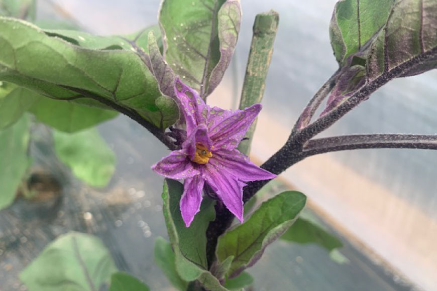 格安即決 楽天市場 ふるさと納税 皮までおいしい 島原 大長ナス 3kg 9 11本 長崎県島原市 最安値挑戦 Lexusoman Com