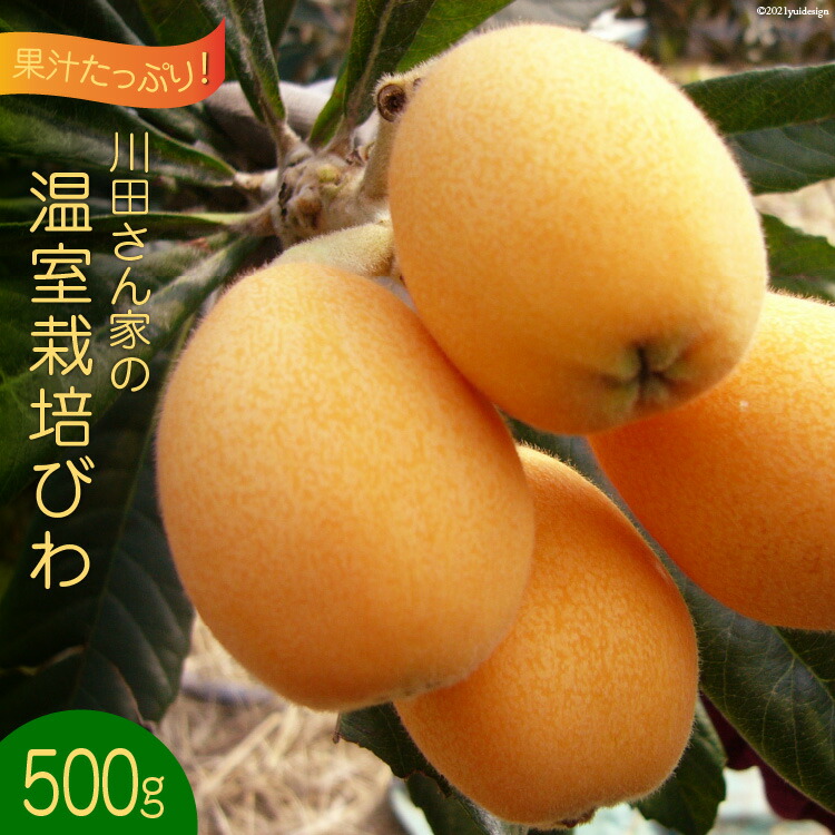 楽天市場】【ふるさと納税】茂木 びわ『なつたより』 3Lサイズ