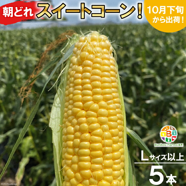 【ふるさと納税】BF110 10月下旬から出荷！「朝どれスイートコーン！」Lサイズ以上×5本セット【全国的にも珍しい秋季出荷】 【とうもろこし スイートコーン 秋出荷 野菜 長崎 長崎県 島原市 送料無料】