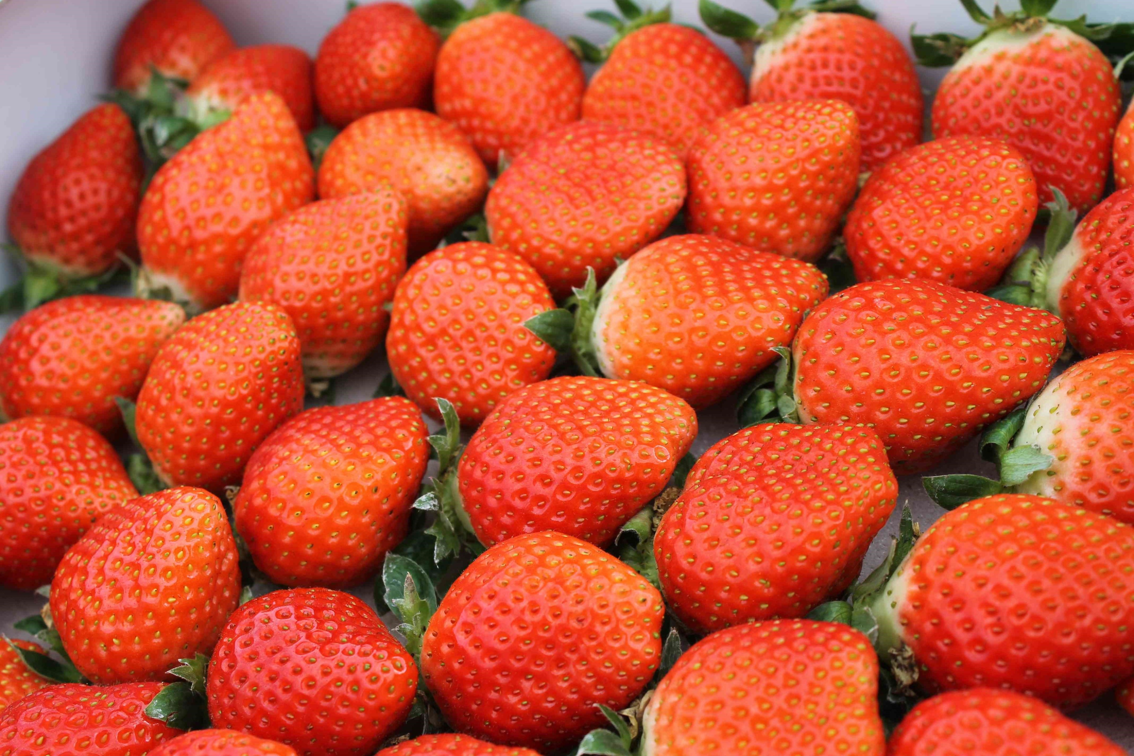 取寄 バガボンド プラットフォーム シューメーカーズ ゾエ スニーカー レザー