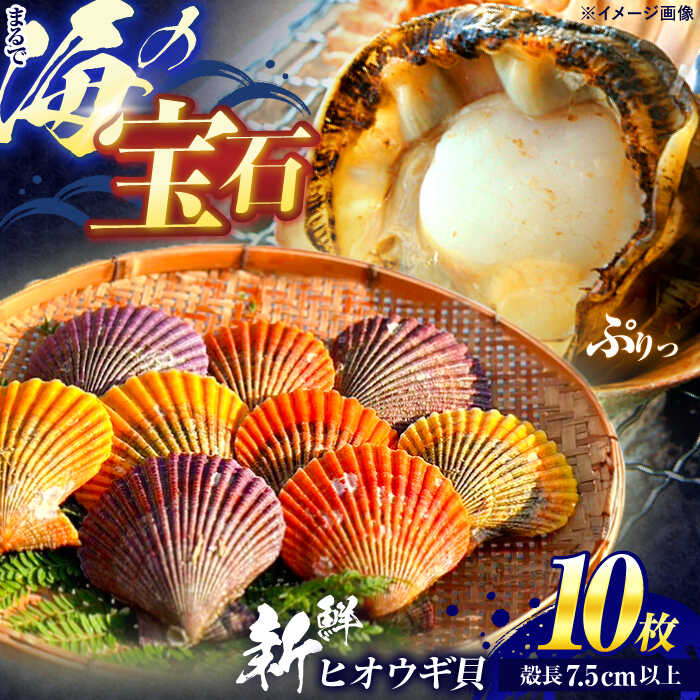 【ふるさと納税】【ホタテ以上の旨味！】ヒオウギ貝 10枚(殻長7.5cm以上) / 貝 かい 魚介 ぎょかい 海鮮 かいせん 海産物 / 諫早市 / 橘湾中央漁業協同組合[AHDP001]｜長崎県諫早市 11,520円