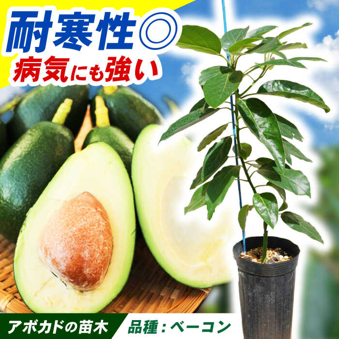 【ふるさと納税】アボカド苗木 中苗 品種【ベーコン】長崎県産 耐寒性有り / アボカド 苗木 国産 苗 定植 / 諫早市 / アボカド長崎農園[AHEA004]