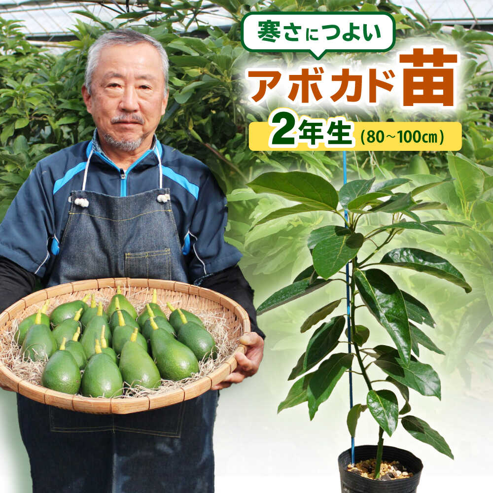 【ふるさと納税】アボカド苗木 80～100cm 品種【ベーコン】 2年生苗 長崎県産 耐寒 / アボカド 苗木 国産 苗 定植 あぼかど / 諫早市 / アボカド長崎農園[AHEA005]