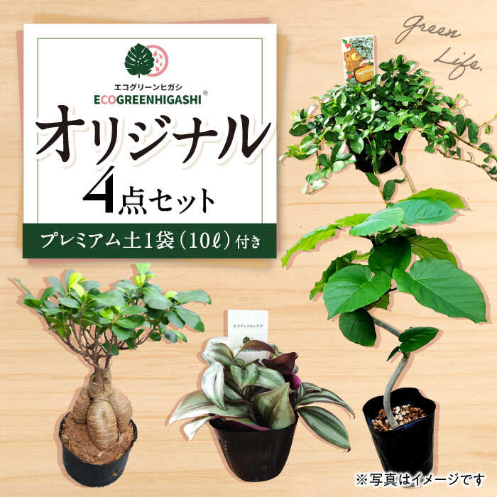楽天市場】【ふるさと納税】観葉植物オリジナル4点セット（ガジュマル