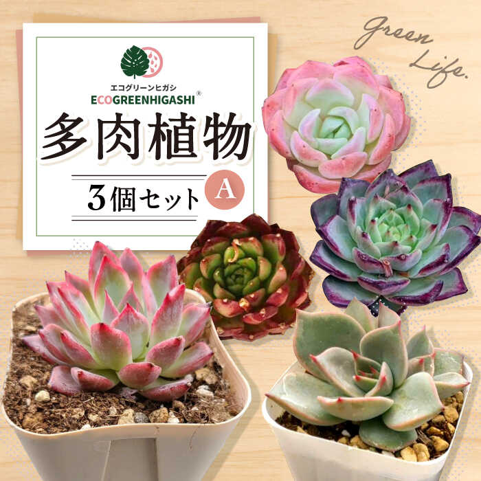 多肉植物 40種セット 7.5センチ鉢 - 植物/観葉植物