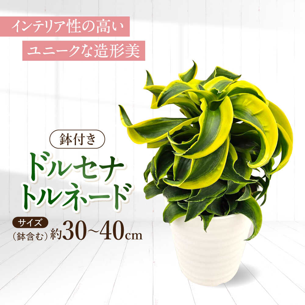 【ふるさと納税】観葉植物 ドルセナトルネード 鉢植え 大村市 エコグリーンヒガシ/室内植物 鉢付き 植物 インテリア おしゃれ プレゼント ギフト[ACAL008]