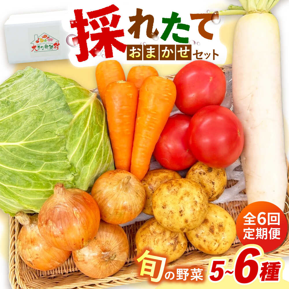 【ふるさと納税】【全6回定期便】採れたてお野菜おまかせセット（5～6種）/ 野菜 やさい 野菜セット 野菜詰め合わせ 詰め合わせ セット / 大村市 / かとりストアー[ACAN127]｜長崎県大村市