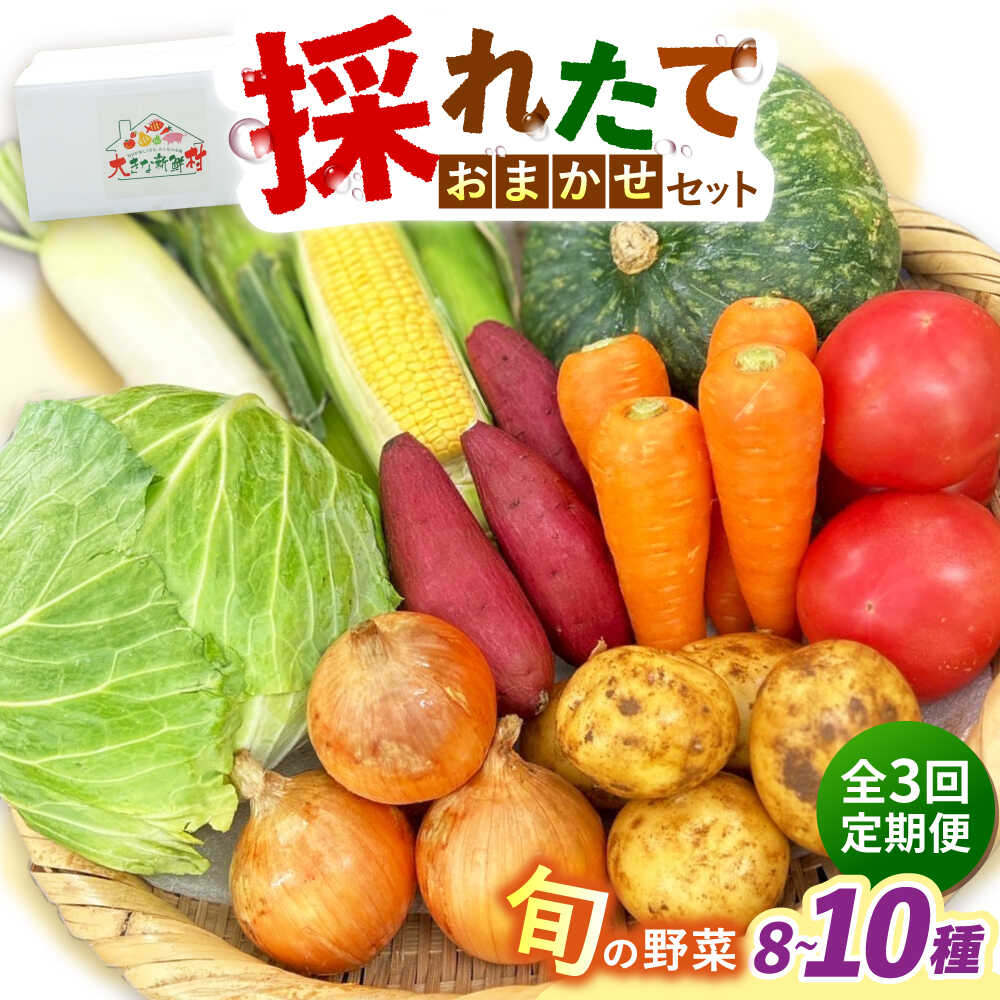【ふるさと納税】【全3回定期便】採れたてお野菜おまかせセット（8～10種）/ 野菜 やさい 野菜セット 野菜詰め合わせ 詰め合わせ セット / 大村市 / かとりストアー[ACAN133] 26,000円