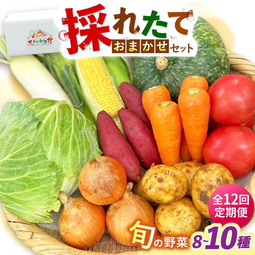 【ふるさと納税】【全12回定期便】採れたてお野菜おまかせセット（8～10種）/ 野菜 やさい 野菜セット 野菜詰め合わせ 詰め合わせ セット / 大村市 / かとりストアー[ACAN135]