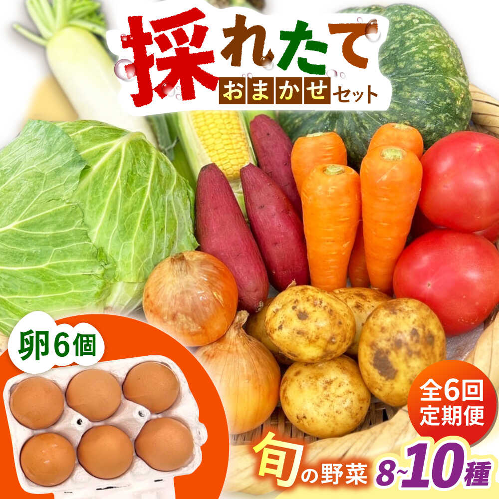 【ふるさと納税】【全6回定期便】採れたてお野菜おまかせ（8～10種）・卵6個セット/ 野菜 やさい 野菜セット 野菜詰め合わせ 詰め合わせ セット たまご 卵 タマゴ 紅たまご こだまさんち / 大村市 / かとりストアー[ACAN137] 52,200円