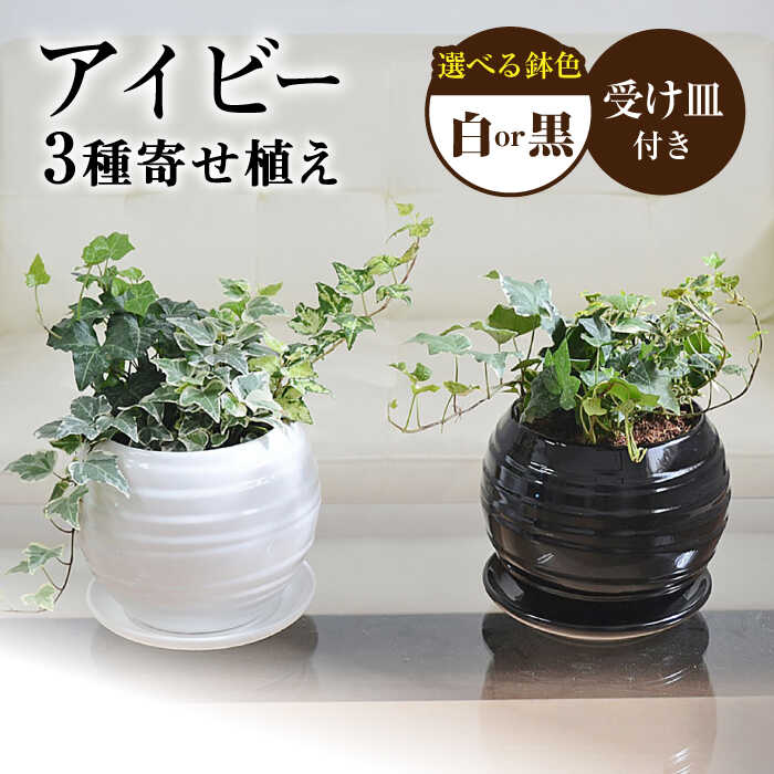 今日このごろの有りがたさを込めて＼父の日の差し上げ物特集 ／