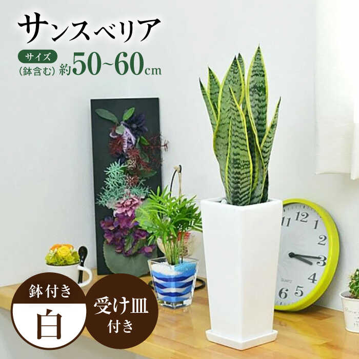 今日このごろの有りがたさを込めて＼父の日の差し上げ物特集 ／