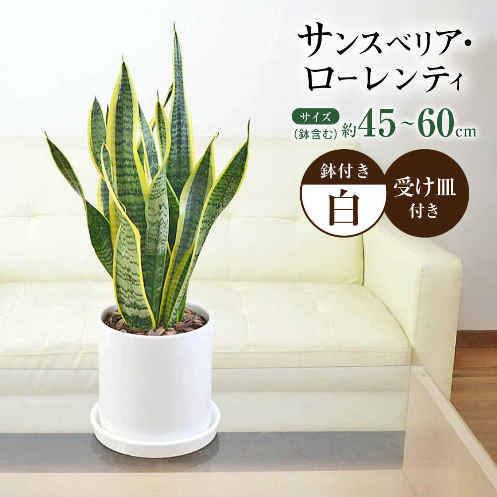 【ふるさと納税】観葉植物 サンスベリア ローレンティ円柱形シリンダー陶器鉢植え/サンスベリア 鉢植え 観葉 植物 インテリア おしゃれ プレゼント/大村市/琴花園[ACYK042]｜長崎県大村市