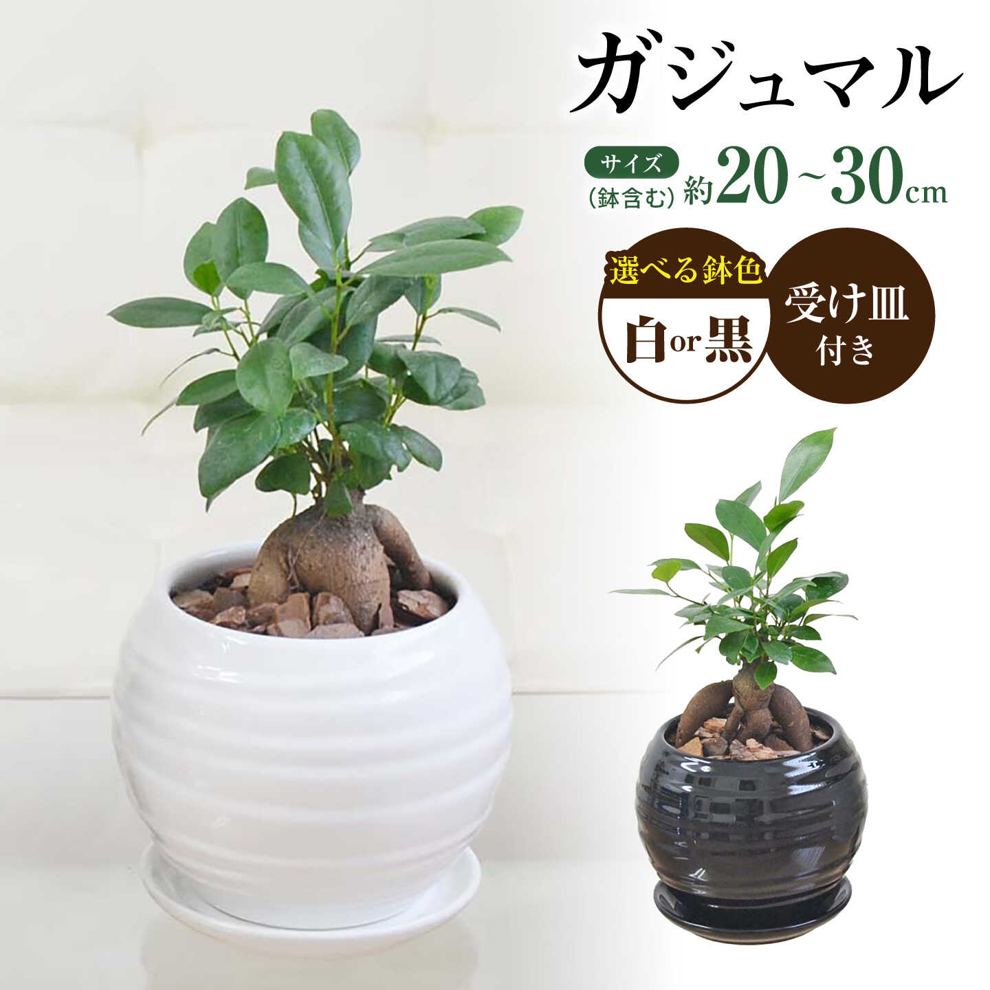 【ふるさと納税】【鉢色が選べる】ガジュマル 3号 ボール型陶器鉢（白or黒）観葉植物 大村市 琴花園/観葉植物 室内 観葉 植物 ガジュマル インテリア 小さめ[ACYK046]｜長崎県大村市