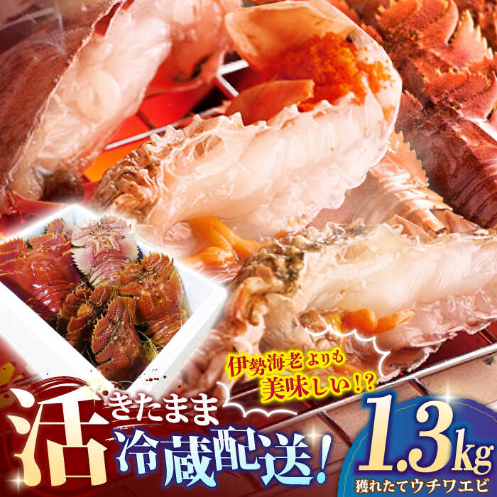 【ふるさと納税】【伊勢海老よりも美味しい！？】 漁師の獲れたて 活ウチワエビ 1.3kg 平戸市 /  ひばり [KAA058] えび 海老 エビ うちわえび ウチワエビ 海鮮 新鮮 希少 人気 とれたて