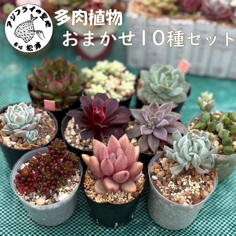 【ふるさと納税】多肉植物 おまかせ10種セット( 詰め合わせ 多肉 植物 苗 初心者 インテリア )【B1-200】|長崎県松浦市