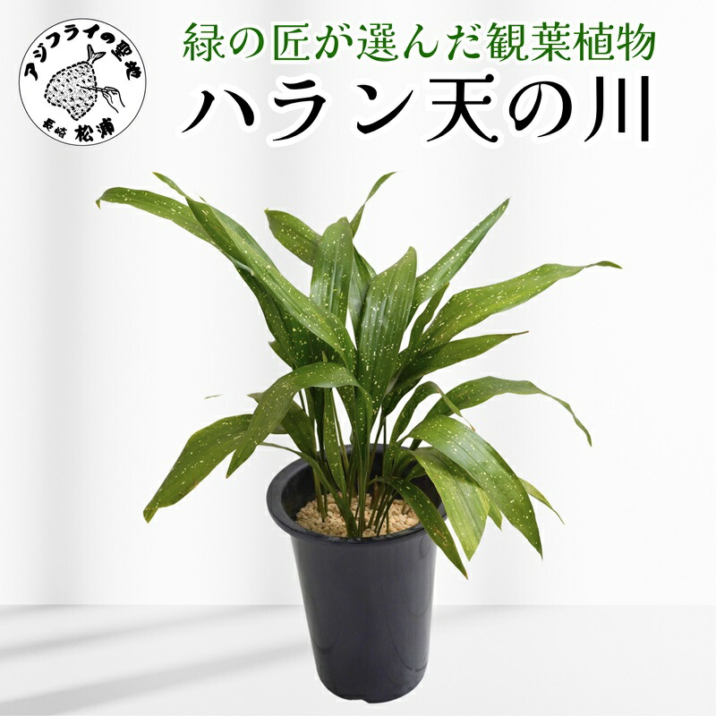 大騒ぎ飛球 観葉植物-花・観葉植物-花・ガーデン・DIY