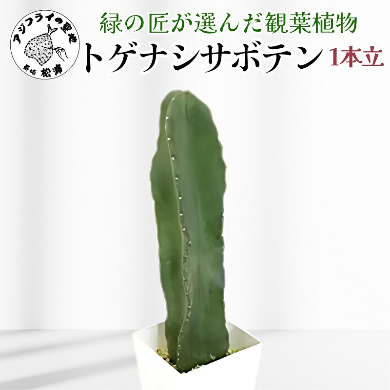 さば缶