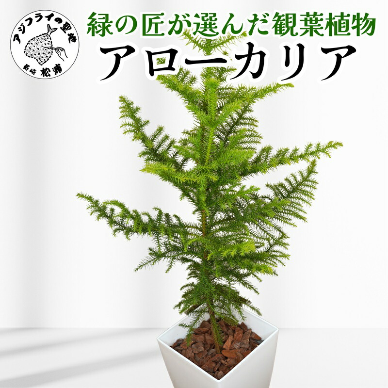 直接取引か着払　アロカリア 苗木 南洋杉 大型170cm超え 観葉植物 楽天市場】現品をお届けします。2024年12月5日撮影現品B