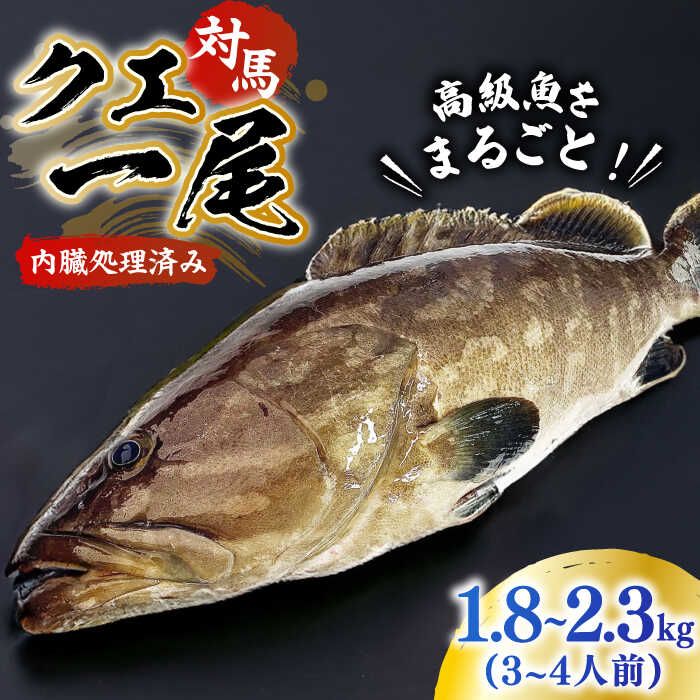 【ふるさと納税】【最速発送】対馬産クエ 丸ごと1匹！《対馬市》【エムズスタイル】[WCN001] クエ 1匹 直送 新鮮 マルモン 刺身 しゃぶしゃぶ 鍋 くえ アラ 高級魚 お祝い プレゼント スピード発送 最短発送