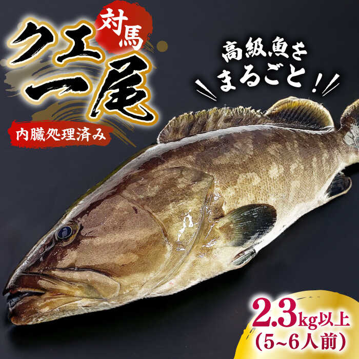 【ふるさと納税】【1週間以内発送】対馬産クエ 丸ごと1匹 2.3kg以上！《対馬市》【エムズスタイル】直送 新鮮 マルモン 刺身 しゃぶしゃぶ 鍋 くえ アラ 高級魚 お祝い プレゼント 還暦[WCN005] スピード発送 最速発送 最短発送