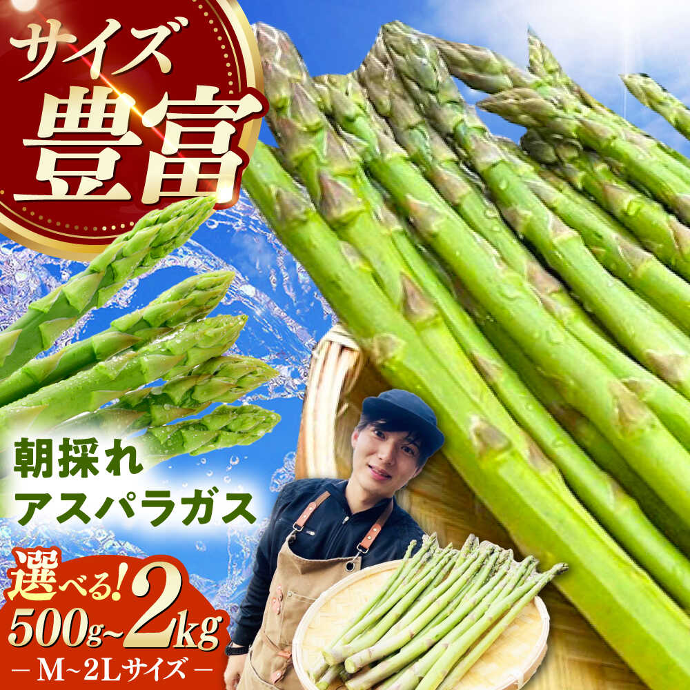 【ふるさと納税】【3月中旬以降順次発送】【選べる内容量】朝採れアスパラガス 500g～2kg 《対馬市》 【農家くんのアスパラファーム】 冷蔵 アスパラ とれたて 新鮮 野菜 産地直送 [WCT001]｜長崎県対馬市