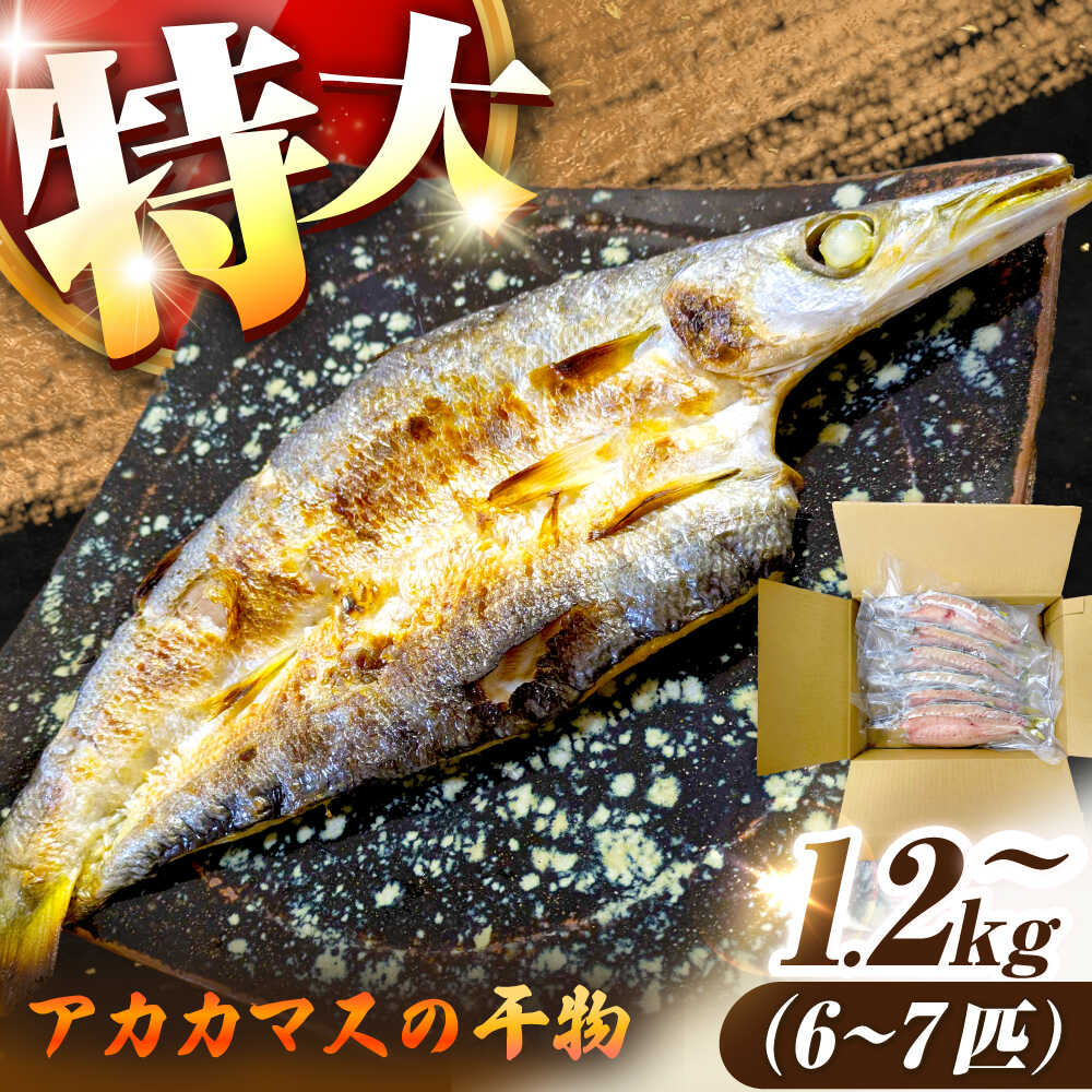 【ふるさと納税】特大アカカマスの開き 干物 1.2kg以上 6～7匹《壱岐市》【馬渡水産】[JAQ026] かます カマス ・衞 あかかます アカカマス 赤かます 赤カマス ひもの 干物 海鮮 魚介｜長崎県壱岐市