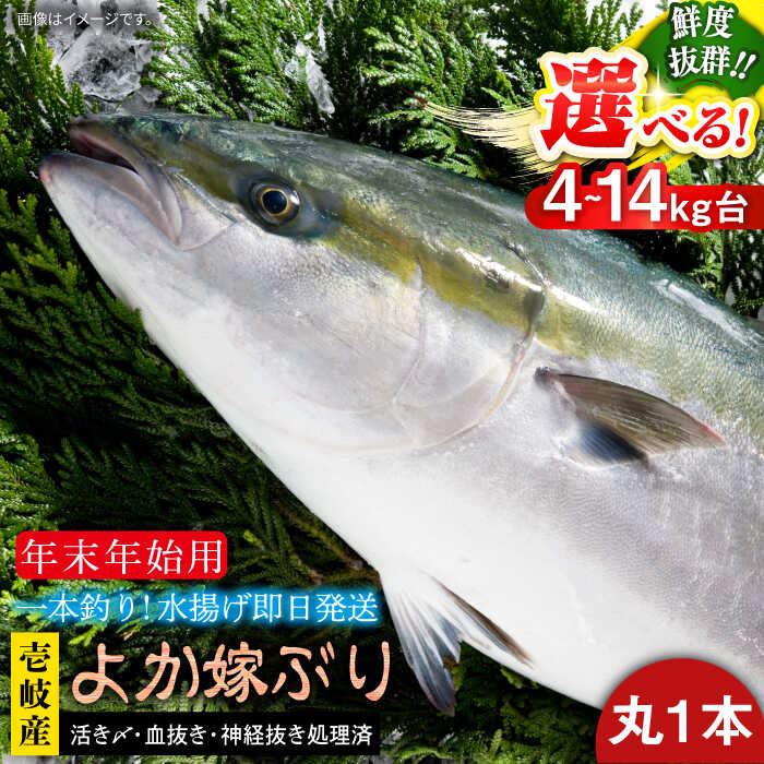 【ふるさと納税】【12/20～翌1/5お届け】壱岐島産天然寒ブリ よか嫁ぶり（選べる4-14キロ台・丸もの）《壱岐市》【壱岐島 玄海屋】[JBS130]