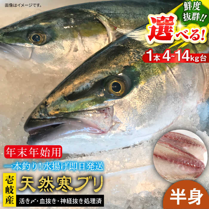 【ふるさと納税】【11/1～1/15お届け 年末年始用】天然 寒ブリ（一本丸ものサイズ4～14キロ台の半身ブロック） 《壱岐市》【壱岐島　玄海屋】[JBS021] ぶり 寒ぶり ブリ 魚 刺身 しゃぶしゃぶ のし プレゼント ギフト 冷蔵配送