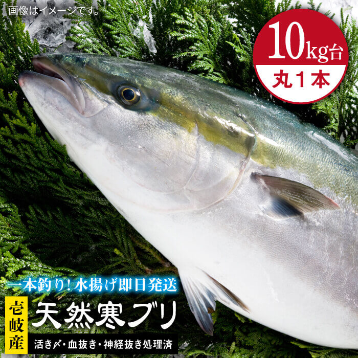 ふるさと納税 壱岐島産天然寒ブリ 10キロ台 丸もの 壱岐市 壱岐島 玄海屋 Jbs028 ぶり 寒ぶり ブリ 魚 刺身 しゃぶしゃぶ Ice Org Br