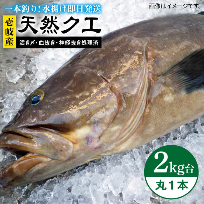 ふるさと納税 天然クエ 2キロ台 丸もの 壱岐市 壱岐島 玄海屋 Jbs040 クエ 魚 刺身 しゃぶしゃぶ Ice Org Br