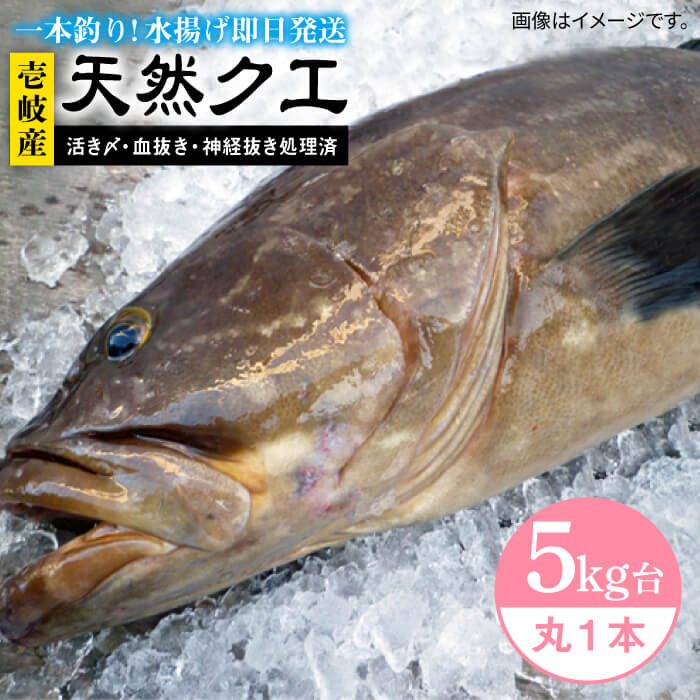 ふるさと納税 天然クエ 5キロ台 丸もの 壱岐市 壱岐島 玄海屋 Jbs043 クエ 魚 刺身 しゃぶしゃぶ Ice Org Br