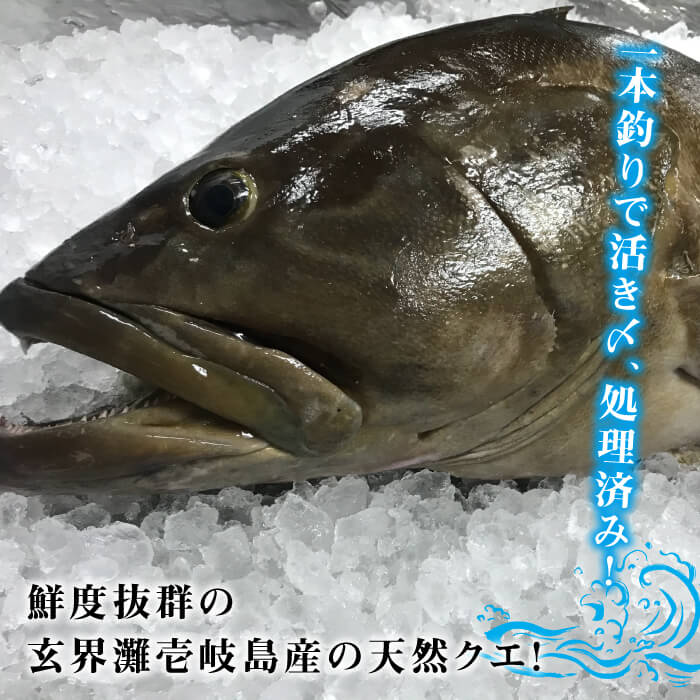 最大63％オフ！ 天然クエ 11キロ台 丸もの 《壱岐市》 JBS050 クエ 魚