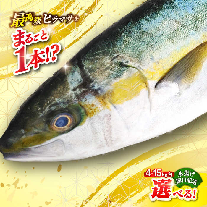 【ふるさと納税】壱岐島産天然ヒラマサ（選べる！4～15キロ台・丸もの） 《壱岐市》【壱岐島　玄海屋】[JBS069] ヒラマサ 魚 刺身 煮物 カルパッチョ お寿司 のし プレゼント ギフト 冷蔵配送