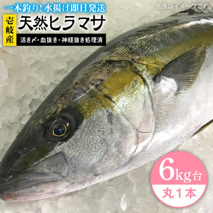 ふるさと納税 壱岐島産天然ヒラマサ 6キロ台 丸もの 壱岐市 壱岐島 玄海屋 Jbs071 ヒラマサ 魚 刺身 煮物 カルパッチョ お寿司 Lindnercapital Com