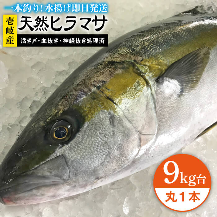 ふるさと納税 壱岐島産天然ヒラマサ 9キロ台 丸もの 壱岐市 壱岐島 玄海屋 Jbs074 ヒラマサ 魚 刺身 煮物 カルパッチョ お寿司 Lindnercapital Com