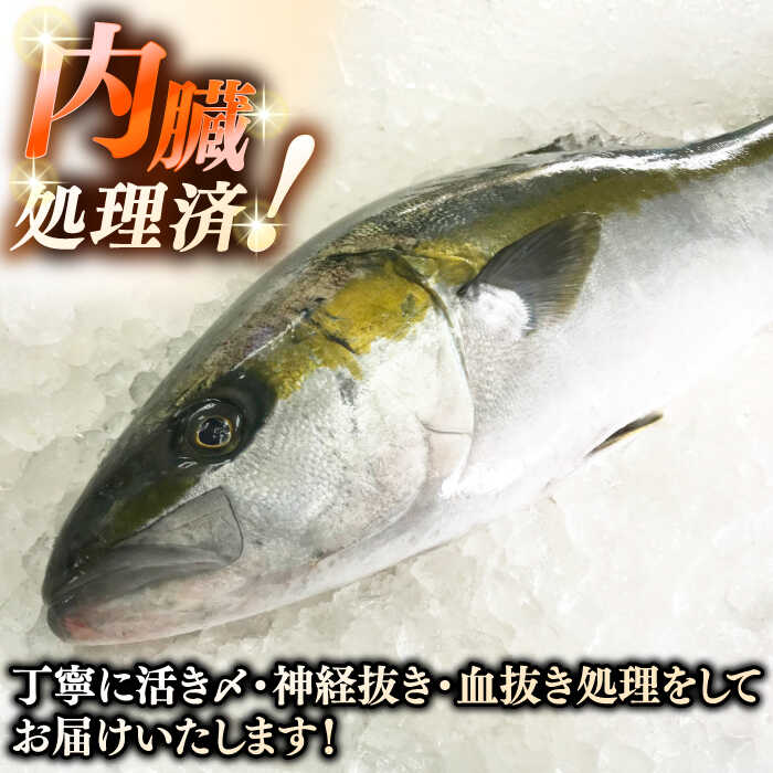 ふるさと納税 壱岐島創作天然ヒラマサ 7キロ台 半身ブロック 壱岐市 壱岐島 玄海屋 Jbs0 ヒラマサ 魚 刺身 煮物 カルパッチョ お寿司 Amploi Fr