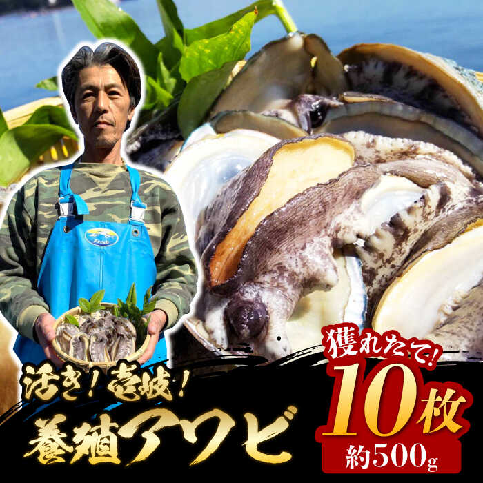 ふるさと納税 活き 壱岐 養殖アワビ 約500g 約50g 10枚 住吉水産 Jdq001 Oswegocountybusiness Com